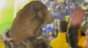 Dit kan alleen bij Boca: hond viert feestje mee na knotsgek Copa Libertadores-duel